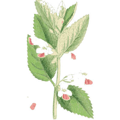 Calamint with flower parts 02 - English Botany, or Coloured Figures of British Plants, Volume 7 - 1863