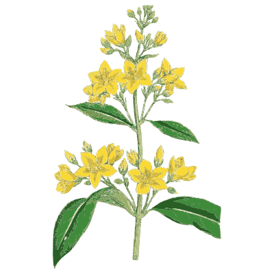 Yellow loosestrife 02 - English Botany, or Coloured Figures of British Plants, Volume 7 - 1863