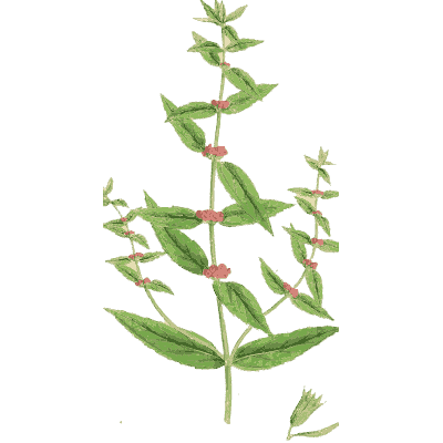 Red-flowered woundwort - English Botany, or Coloured Figures of British Plants, Volume 7 - 1863