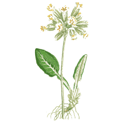 Primrose - English Botany, or Coloured Figures of British Plants, Volume 7 - 1863