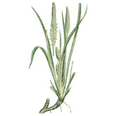 Woolly-spiked grass - English Botany, or Coloured Figures of British Plants, Volume 7 - 1863
