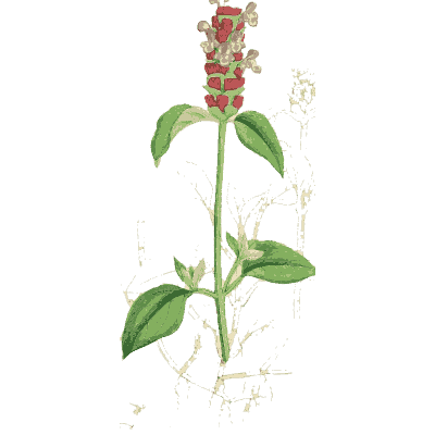 Stout oval-leaved stem - English Botany, or Coloured Figures of British Plants, Volume 7 - 1863