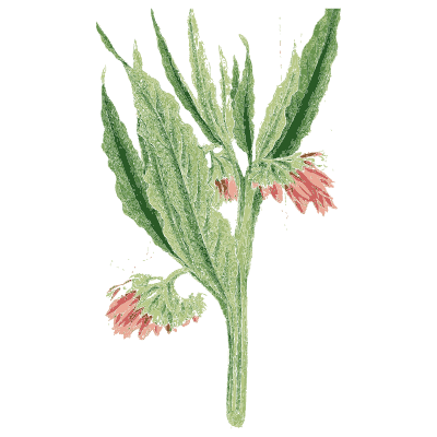 Comfrey 02 - English Botany, or Coloured Figures of British Plants, Volume 7 - 1863