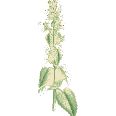 Faint mint spike - English Botany, or Coloured Figures of British Plants, Volume 7 - 1863