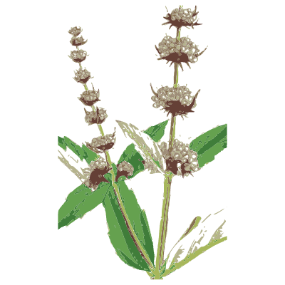 Clary - English Botany, or Coloured Figures of British Plants, Volume 7 - 1863
