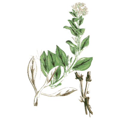Woolly-leaved herb - English Botany, or Coloured Figures of British Plants, Volume 7 - 1863