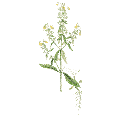 Slender yellow-flowered herb - English Botany, or Coloured Figures of British Plants, Volume 7 - 1863