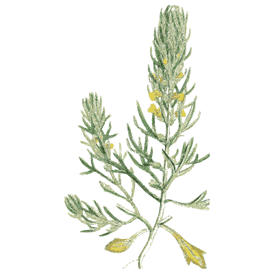 Fine-leaved yellow spike - English Botany, or Coloured Figures of British Plants, Volume 7 - 1863