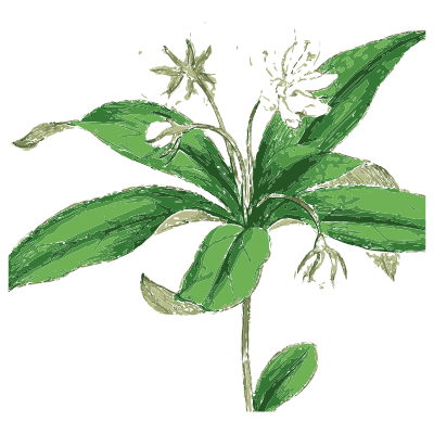 White-flowered whorled plant - English Botany, or Coloured Figures of British Plants, Volume 7 - 1863