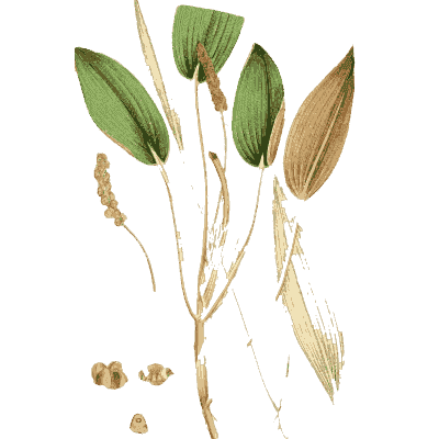 Pondweed with seed spike - English Botany, or Coloured Figures of British Plants, Volume 9 - 1863