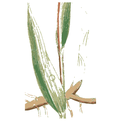 Grass leaf and sheath - English Botany, or Coloured Figures of British Plants, Volume 9 - 1863