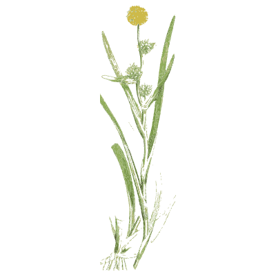 Round-headed grassy stem - English Botany, or Coloured Figures of British Plants, Volume 9 - 1863