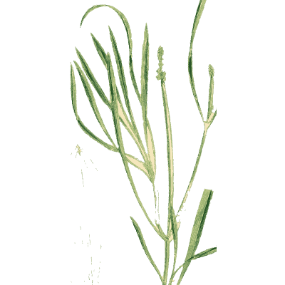 Wild grass - English Botany, or Coloured Figures of British Plants, Volume 9 - 1863