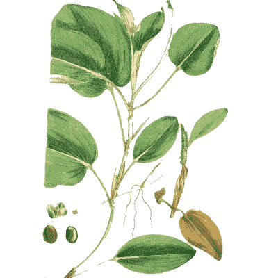 Broad-leaved pondweed - English Botany, or Coloured Figures of British Plants, Volume 9 - 1863
