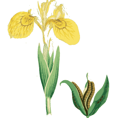 Yellow iris - English Botany, or Coloured Figures of British Plants, Volume 9 - 1863