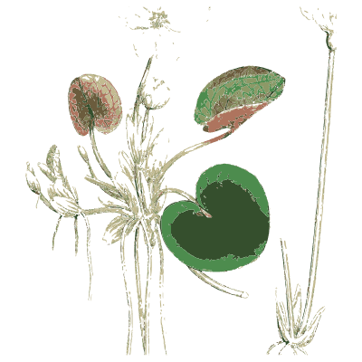 Floating-leaved water plant - English Botany, or Coloured Figures of British Plants, Volume 9 - 1863