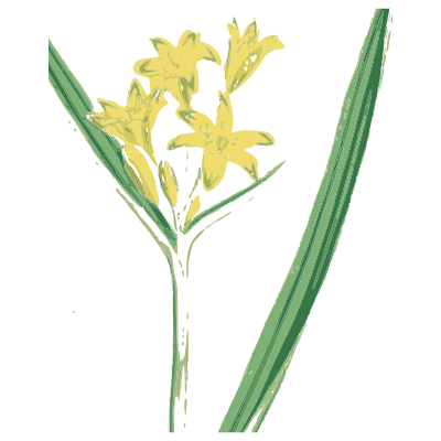 Yellow star-flowered bulb - English Botany, or Coloured Figures of British Plants, Volume 9 - 1863