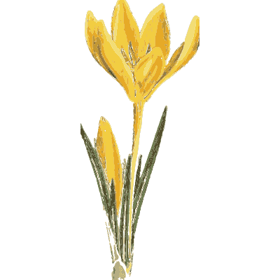 Golden crocus - English Botany, or Coloured Figures of British Plants, Volume 9 - 1863