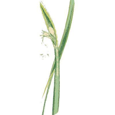 Pale nodding bulb flower - English Botany, or Coloured Figures of British Plants, Volume 9 - 1863