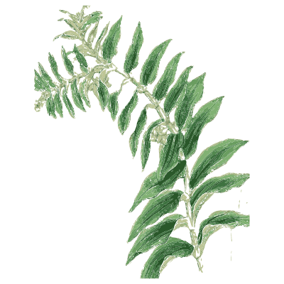 Fern frond - English Botany, or Coloured Figures of British Plants, Volume 9 - 1863