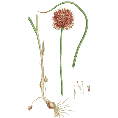 Round-headed leek - English Botany, or Coloured Figures of British Plants, Volume 9 - 1863