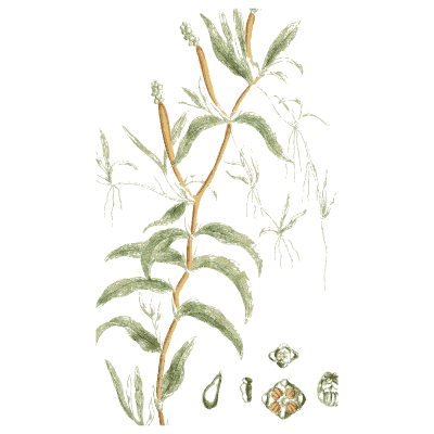 Whorl-leaved stem with seed studies - English Botany, or Coloured Figures of British Plants, Volume 9 - 1863