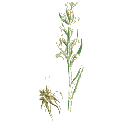 Slender flowering stem with rosette - English Botany, or Coloured Figures of British Plants, Volume 9 - 1863