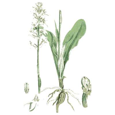 Flower spike with basal leaves - English Botany, or Coloured Figures of British Plants, Volume 9 - 1863