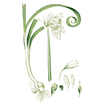 Allium umbel on curled stem - English Botany, or Coloured Figures of British Plants, Volume 9 - 1863