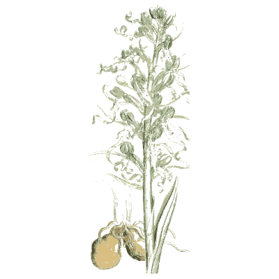 Feathery spike on bulb - English Botany, or Coloured Figures of British Plants, Volume 9 - 1863