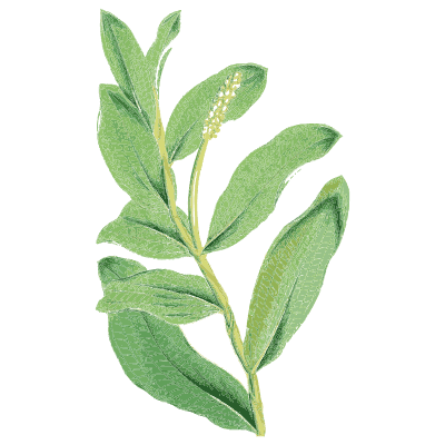 Broad-leaved green-spiked plant - English Botany, or Coloured Figures of British Plants, Volume 9 - 1863