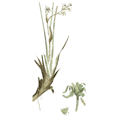 Sparse grass panicle - English Botany, or Coloured Figures of British Plants, Volume 9 - 1863