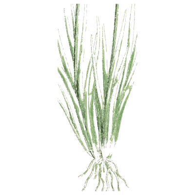 Fine grass tuft - English Botany, or Coloured Figures of British Plants, Volume 9 - 1863