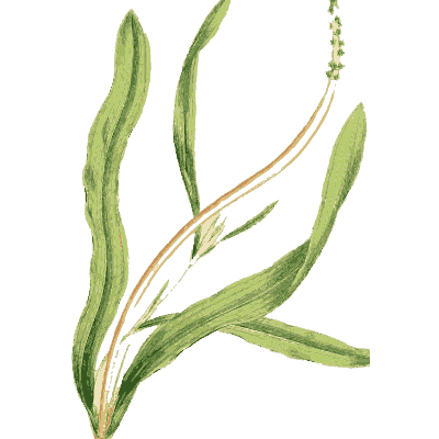 Strap-leaved plant with spike - English Botany, or Coloured Figures of British Plants, Volume 9 - 1863