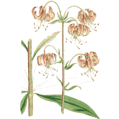 Martagon lily - English Botany, or Coloured Figures of British Plants, Volume 9 - 1863