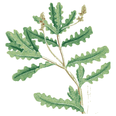Lobed fern frond - English Botany, or Coloured Figures of British Plants, Volume 9 - 1863