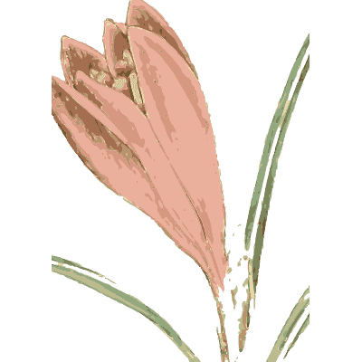 Pink crocus-like flower - English Botany, or Coloured Figures of British Plants, Volume 9 - 1863