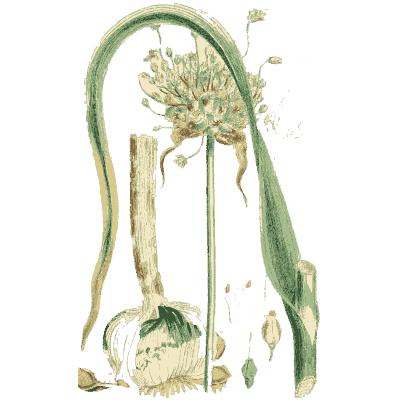 Arching allium - English Botany, or Coloured Figures of British Plants, Volume 9 - 1863
