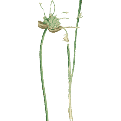 Small allium - English Botany, or Coloured Figures of British Plants, Volume 9 - 1863