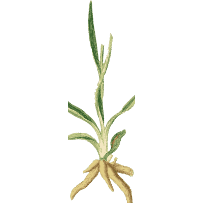 Small spike on fleshy root - English Botany, or Coloured Figures of British Plants, Volume 9 - 1863