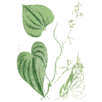 Twining heart-leaved vine - English Botany, or Coloured Figures of British Plants, Volume 9 - 1863