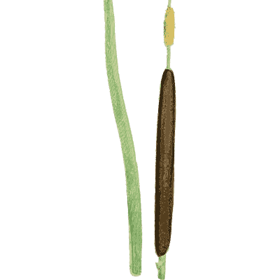 Bulrush 01 - English Botany, or Coloured Figures of British Plants, Volume 9 - 1863
