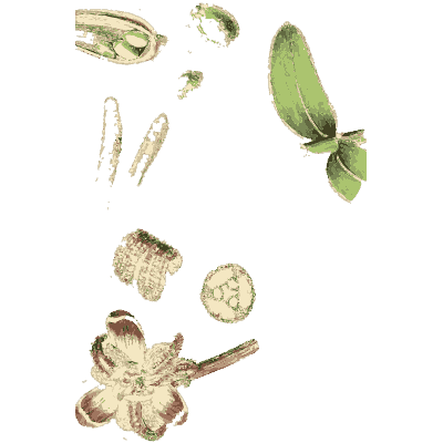 Seed and flower part studies - English Botany, or Coloured Figures of British Plants, Volume 9 - 1863
