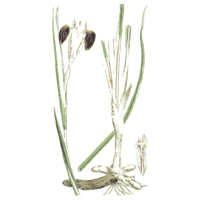 Grass with dark grains - English Botany, or Coloured Figures of British Plants, Volume 9 - 1863