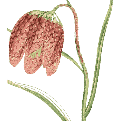 Snake's head fritillary - English Botany, or Coloured Figures of British Plants, Volume 9 - 1863