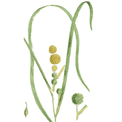Bur-reed 02 - English Botany, or Coloured Figures of British Plants, Volume 9 - 1863