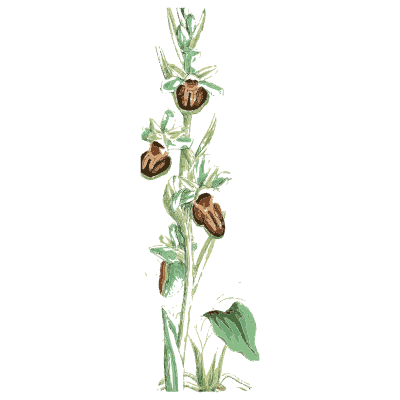 Orchid spike with dark lipped flowers - English Botany, or Coloured Figures of British Plants, Volume 9 - 1863