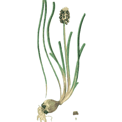 Bulb with grassy shoots - English Botany, or Coloured Figures of British Plants, Volume 9 - 1863