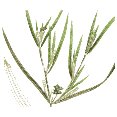 Branching narrow-leaved stem - English Botany, or Coloured Figures of British Plants, Volume 9 - 1863