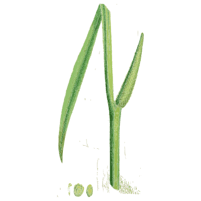 Pointed blades with seeds - English Botany, or Coloured Figures of British Plants, Volume 9 - 1863